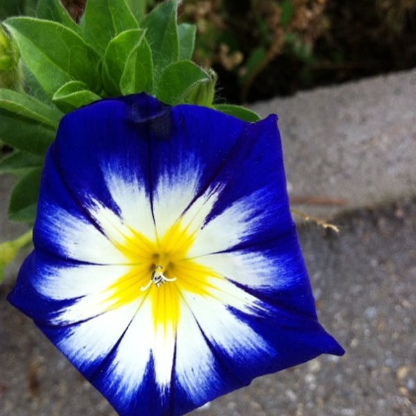 È tempo di brillare fiori digital natura