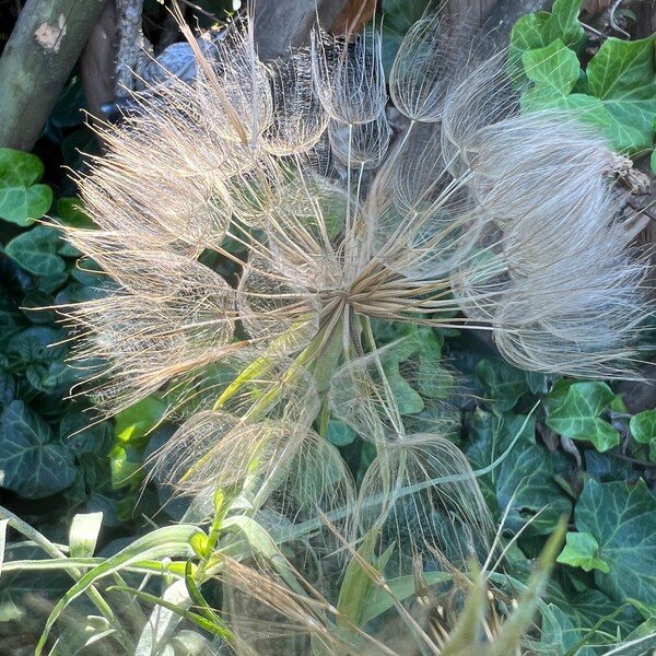 Magic Magie Pusteblume