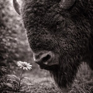 May include: Black and white photograph of a bison and a daisy. The bison, with its shaggy fur and curved horns, is positioned close to the flower. The daisy stands tall in the foreground, creating a contrast between the animal and the delicate flower.