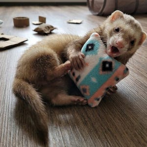 May include: A light brown ferret with a cream-colored face holding a small, square, plush toy. The toy features a geometric pattern in shades of turquoise, peach, and black, with a soft, fuzzy texture and visible stitching along the edges.