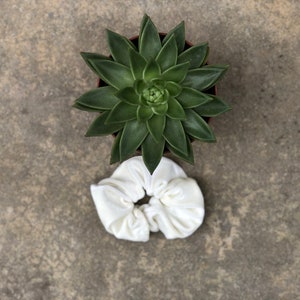 May include: A top-down view of a green succulent plant in a brown pot, paired with a white scrunchie. The scrunchie is made of a soft, gathered fabric. The background is a textured, neutral-toned surface.