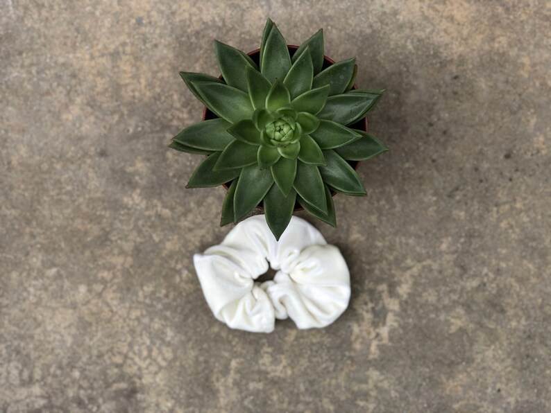 May include: A top-down view of a green succulent plant in a brown pot, paired with a white scrunchie. The scrunchie is made of a soft, gathered fabric. The background is a textured, neutral-toned surface.