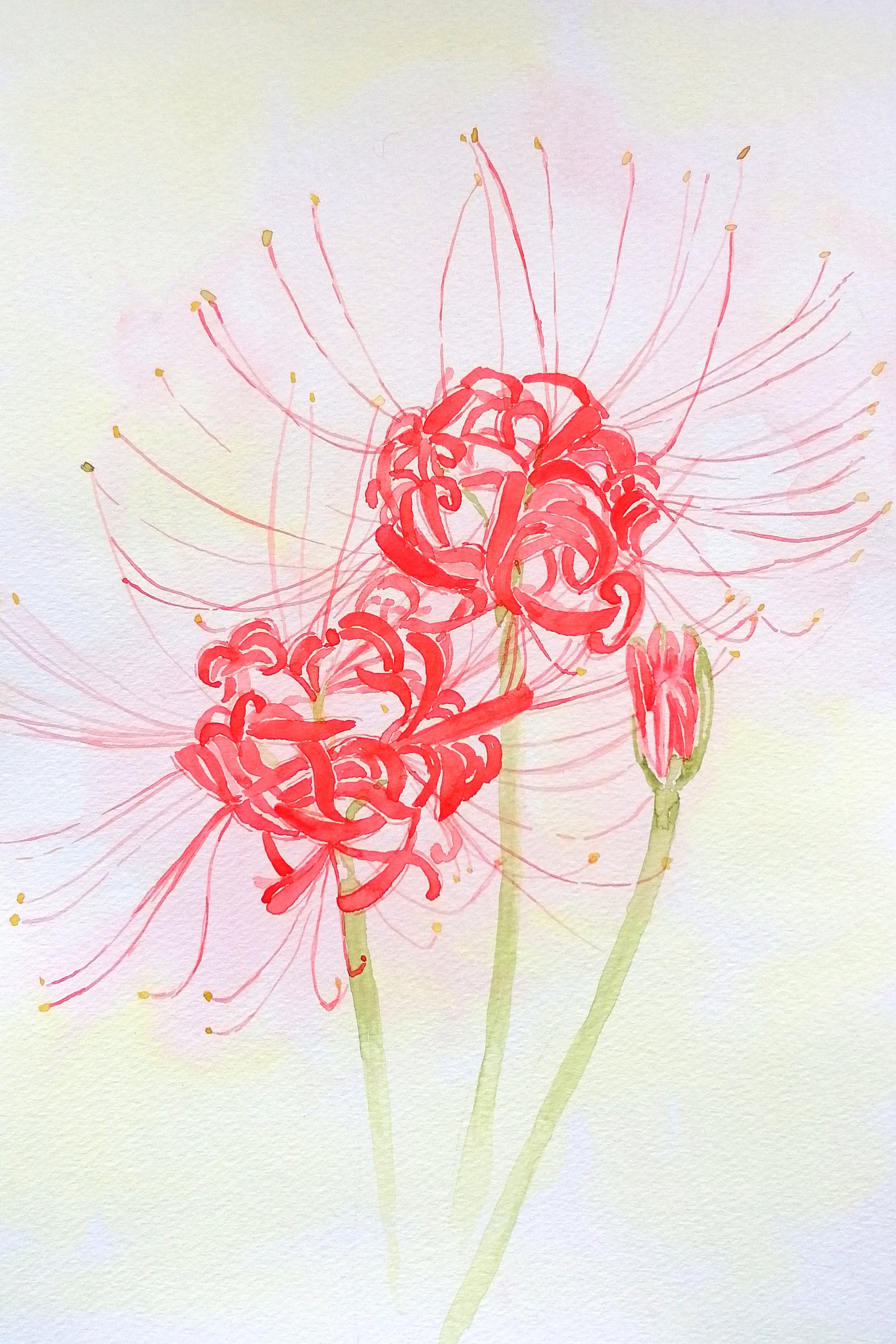 Red Spider Lily Watercolor Painting: Botanical Wall Art - Etsy