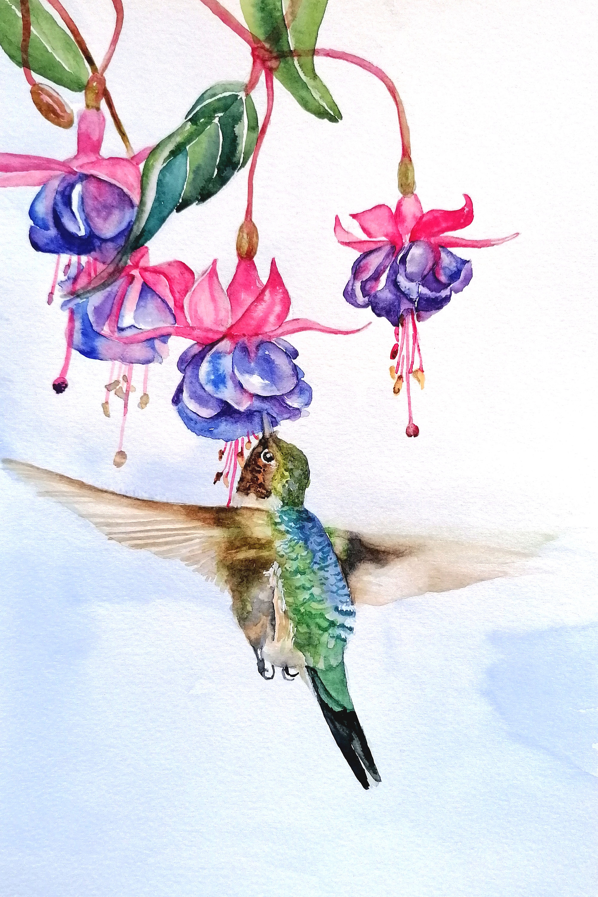 Hummingbird and Fuchsia Flowers: Original Watercolor Botanical Painting -  Etsy Israel, image size:2000x3000