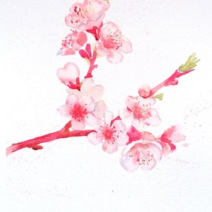 Flower Watercolour Original Painting - CHERRY BLOSSOM BRANCH by Geetapatelfineart
