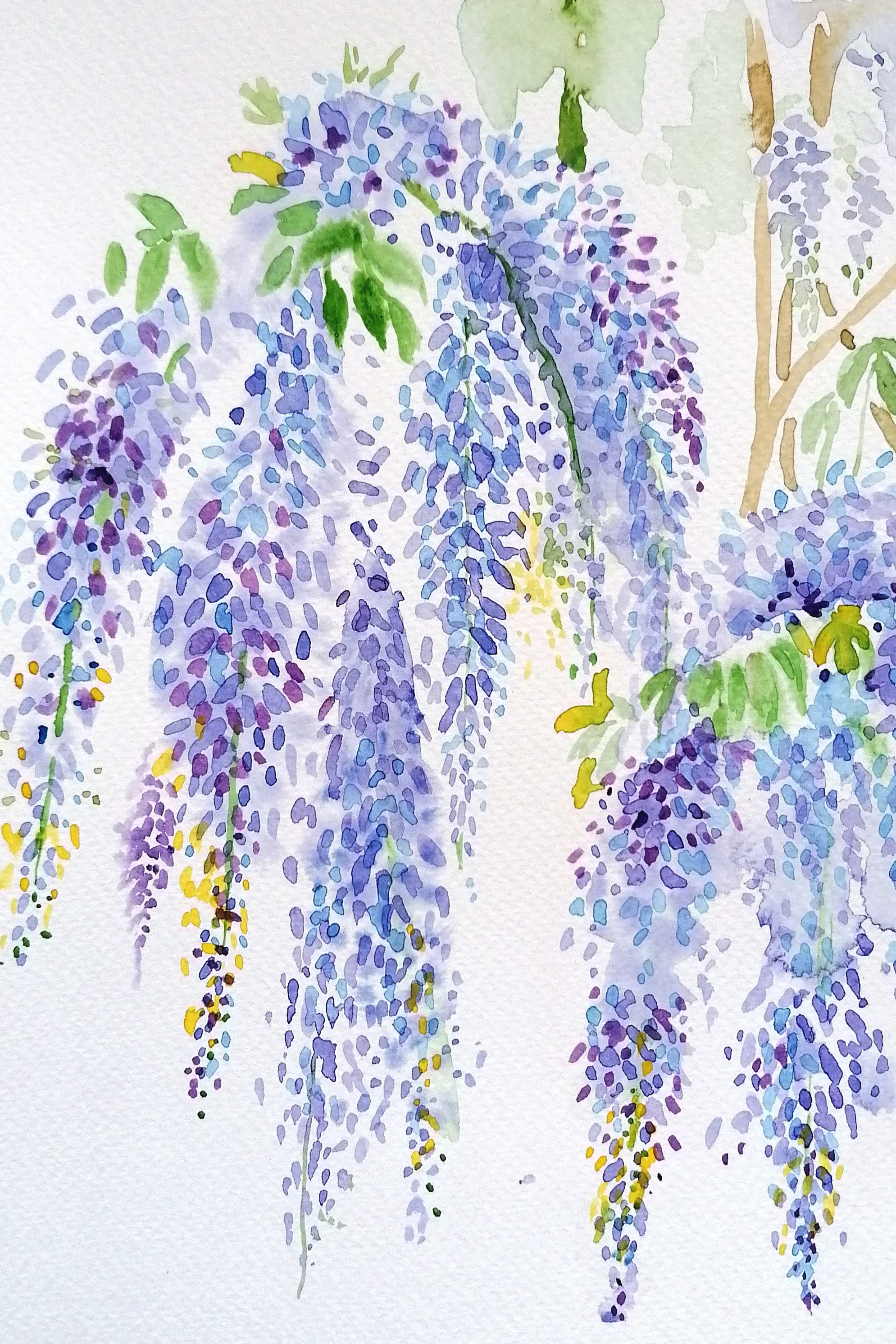 Wisteria sinensis: Vintage Botanical Flower/Floral Wall Art