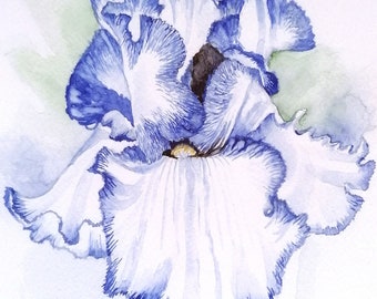 VOLUPTUOUS IRIS, A Flower Giclee Print FSC Certified by Geetapatelfineart.  Botanical Wall Art for your Home Decor.