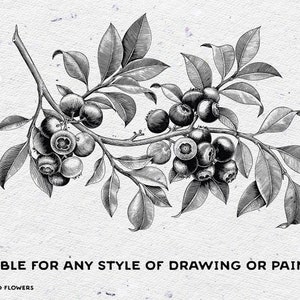 May include: Black and white line drawing of a blueberry branch with leaves and berries.  The drawing is on a white textured background.  "CANVAS: PRESSED FLOWERS" and "SUITABLE FOR ANY STYLE OF DRAWING OR PAINTING" are written below the image.