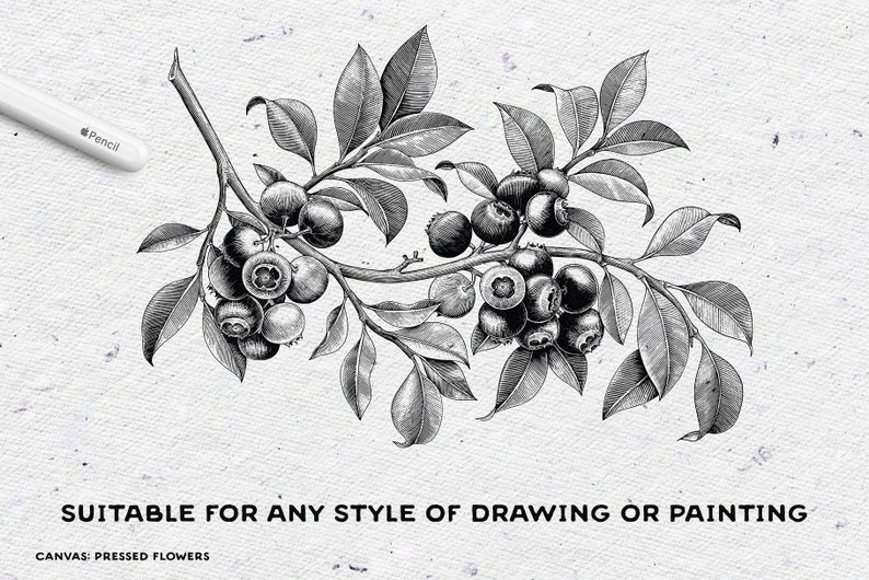 May include: Black and white line drawing of a blueberry branch with leaves and berries.  The drawing is on a white textured background.  "CANVAS: PRESSED FLOWERS" and "SUITABLE FOR ANY STYLE OF DRAWING OR PAINTING" are written below the image.