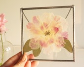 Pressed white pink peony flower in square stain glass frame Mothers day gift box 5x5 Floral wall hanging decor Dried peonies Glass herbarium