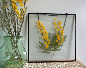 Real presionado Flores 10 Amarillo Lobelia ideal para elaboración de Tarjetas /& Floral Craft