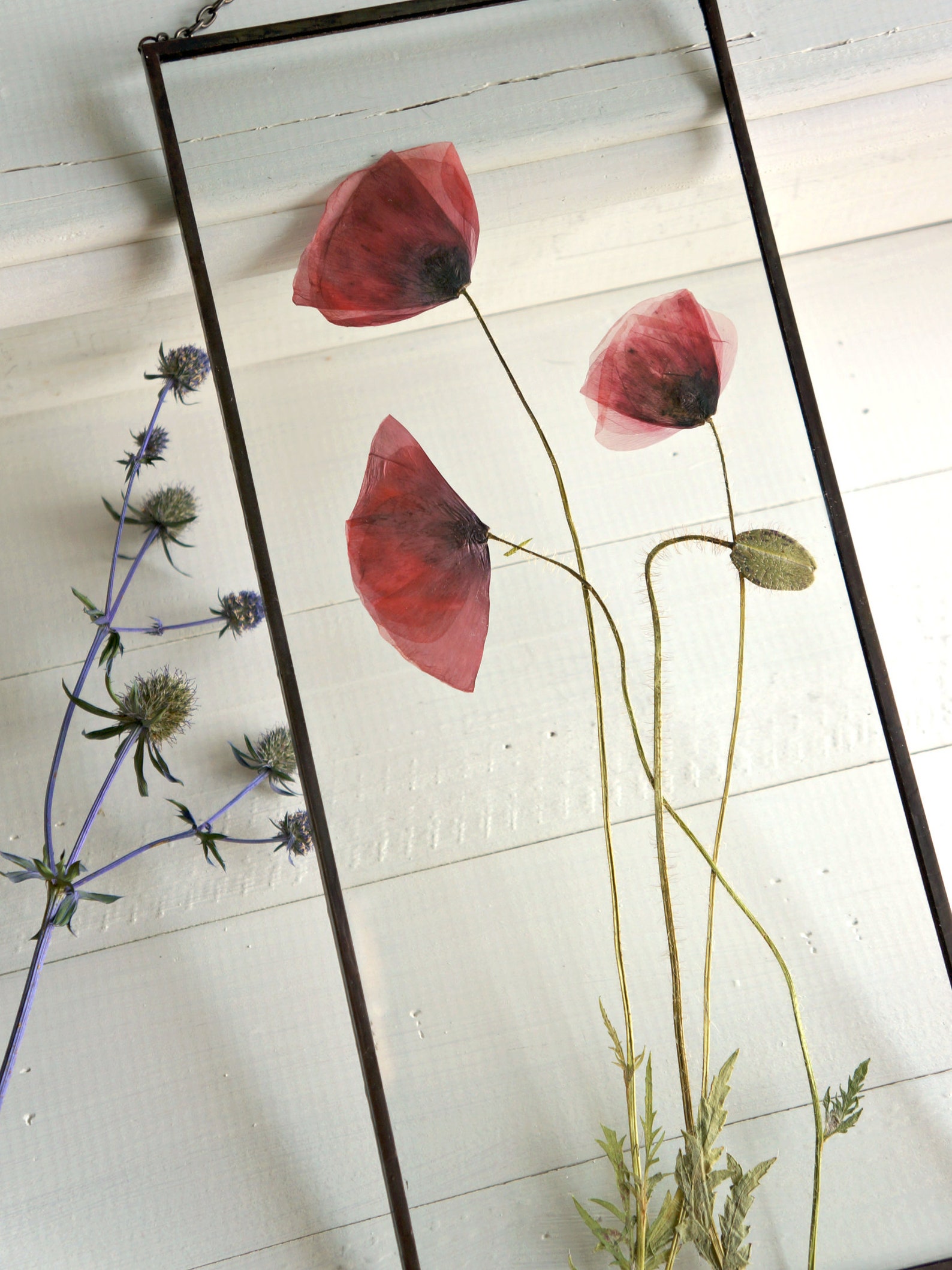 Red poppy flowers Wild poppies Summertime gift Pressed flower Etsy