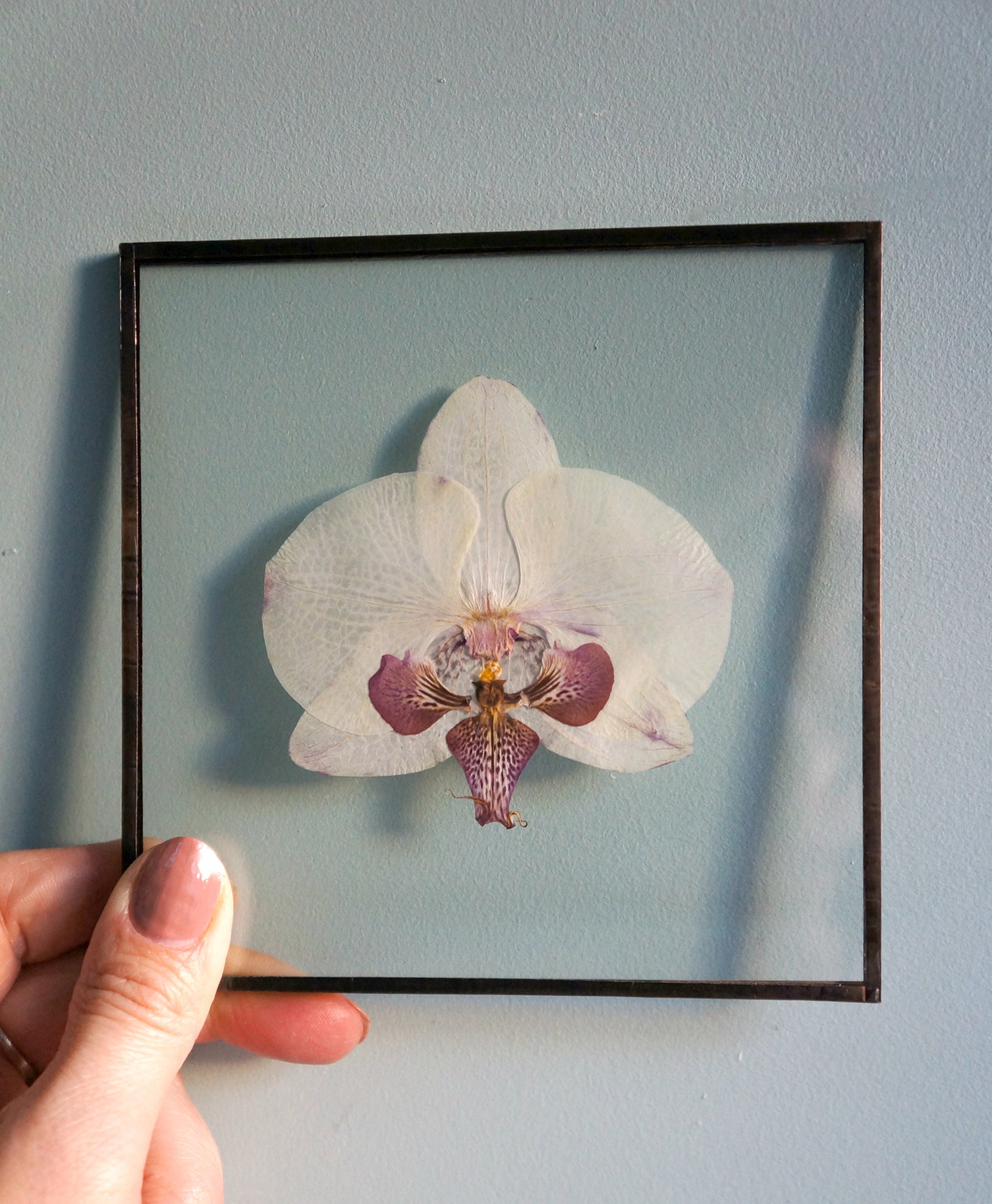 Real Pressed White Orchid Flower in Small Square Metal Frame Etsy
