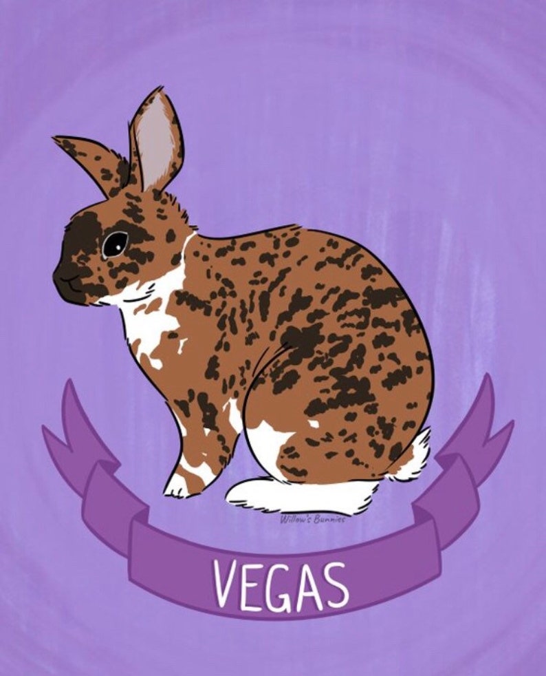 Custom Rabbit Portraits Personalized Pet cartoon