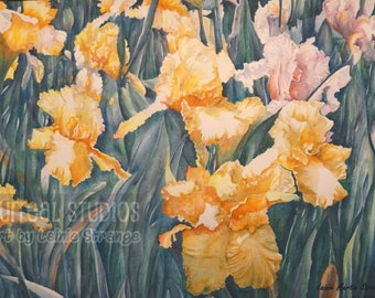 Iris Flower Art Print, Christmas Gift