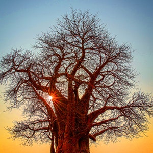Sunset and Sunburst by the &quot;Tree of Life&quot; Baobab Tree in Botswana Africa