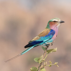 8 x 10 image of a Lilac Breasted Roller Bird African Bird