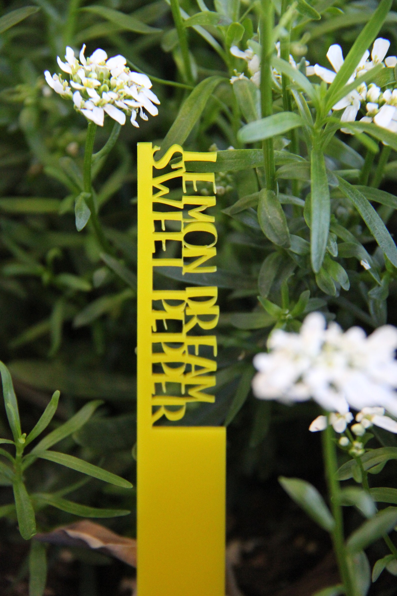Plant Name Stakes 12 Color Options Mother's Day Gift Etsy