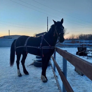 May include: A black horse wearing a harness stands in a snowy enclosure next to a wooden fence. The horse has white markings on its hooves and is silhouetted against a dusky sky. The harness has decorative elements.