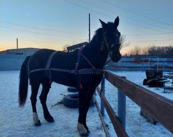 Handmade leather horse harness set for driving and farm work. Felt lined for comfort, strong durable construction , made to order