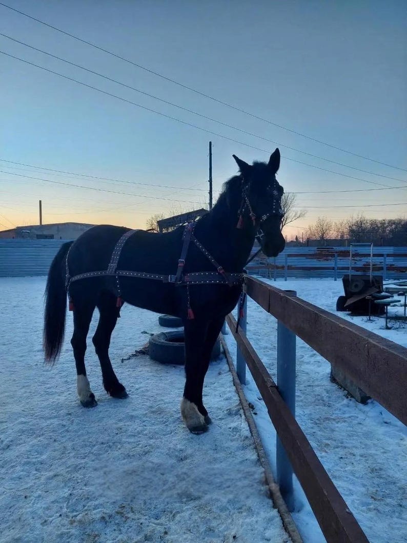 May include: A black horse wearing a harness stands in a snowy enclosure next to a wooden fence. The horse has white markings on its hooves and is silhouetted against a dusky sky. The harness has decorative elements.
