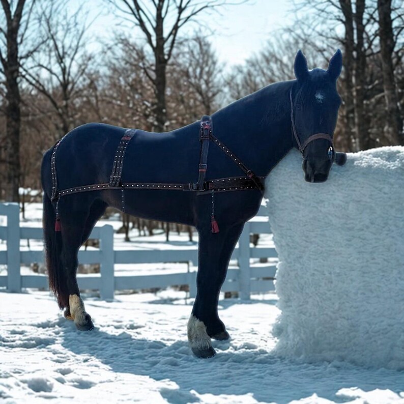 May include: A black horse wearing a brown leather harness with decorative studs and red tassels, standing in a snowy field. The horse is leaning against a large, white, fluffy object, with a white fence and bare trees in the background.