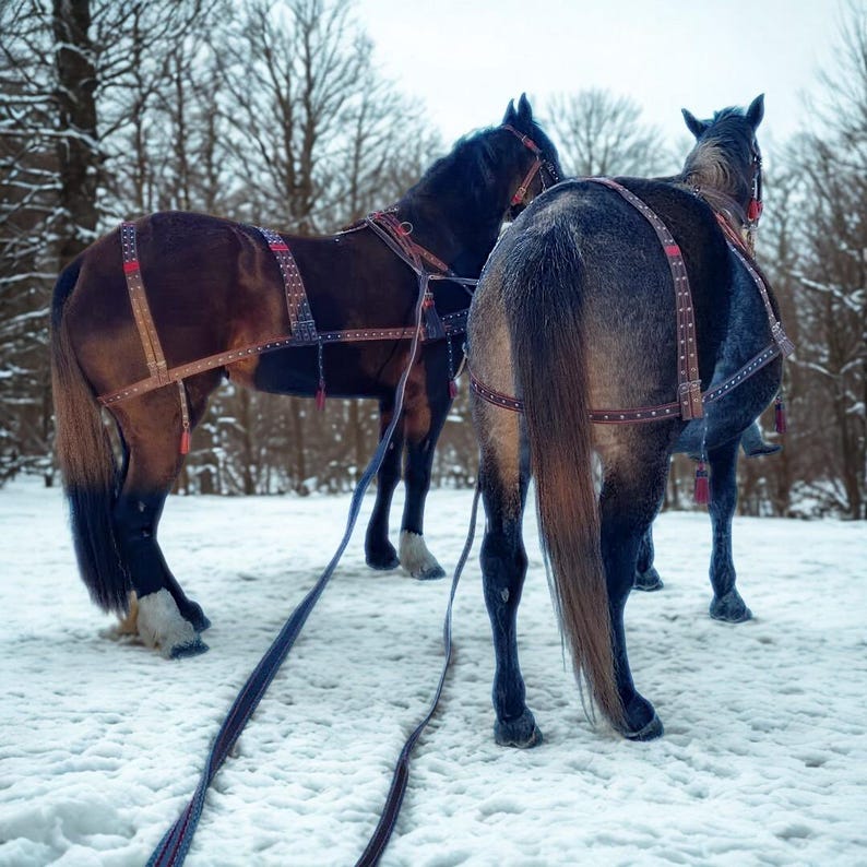 May include: Two horses in a snowy landscape, harnessed for pulling. One horse is brown, the other is gray. Both have dark manes and tails, and are wearing decorative harnesses with red accents. The scene is set in a winter forest.