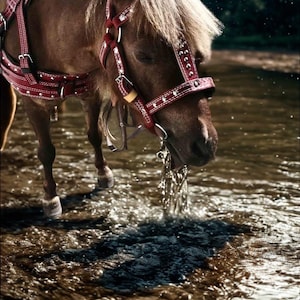 Könnte beinhalten: Ein braunes Pony mit einem weinroten Geschirr und Zaumzeug steht in einem flachen Bach. Der Kopf des Ponys ist gesenkt, und Wasser spritzt um seine Schnauze. Das Geschirr ist mit weißen Nähten und silbernen Beschlägen versehen.