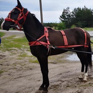 May include: A dark brown horse wearing a red leather harness with white decorative stitching and metal buckles. The harness includes a bridle with a browband, a breast collar, and a saddle pad with straps extending along the back and flanks.