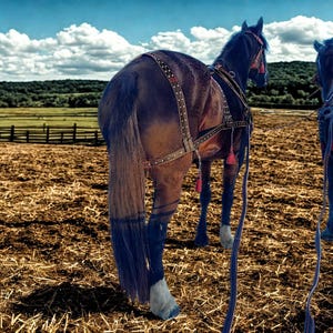 May include: A brown horse with a dark mane and tail, wearing a leather harness with decorative stitching and red tassels. The horse stands in a field of dry grass under a partly cloudy sky. A second horse is partially visible.
