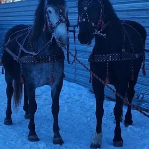 Handmade leather horse harness set for driving and farm work. Felt lined for comfort, strong durable construction , made to order image 2