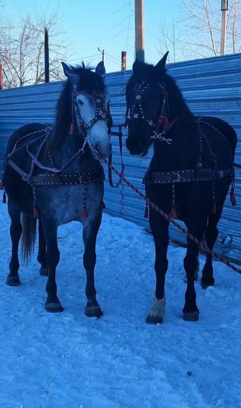 Handmade leather horse harness set for driving and farm work. Felt lined for comfort, strong durable construction , made to order image 2