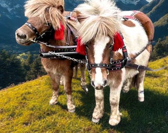 Handmade Pony Harness Set | Leather Driving Harness for Pony | Double Layer Bridle, Breastplate & Breeching | Durable Tack
