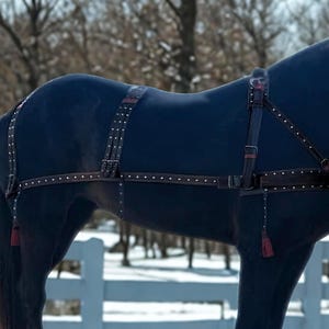 May include: A close-up of a black horse wearing a brown leather harness with silver-colored studs. The harness has decorative tassels and is designed for pulling a carriage or other equipment. The background is a snowy, outdoor scene.