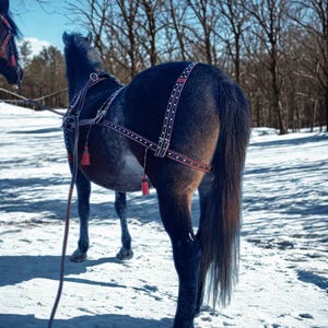 May include: A dark horse wearing a brown and red harness with white dot accents and red tassels. The horse is standing in a snowy field with bare trees in the background. The harness appears to be leather.