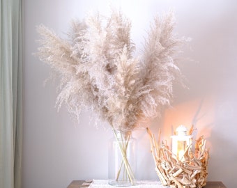 Pampas herbe argent-beige mégapuschel extra large et moelleux, prix par tige! Trockenblumen, bouquet séché, fleurs séchées, Trockenblumen,