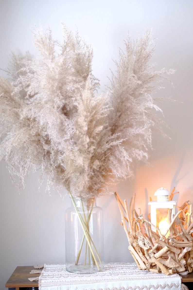 Pampasgras silber-beige Megapuschel extra groß und fluffig - Etsy.de