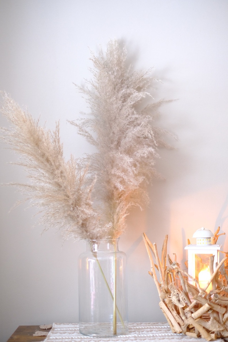 Pampasgras silber-beige Megapuschel extra groß und fluffig - Etsy.de
