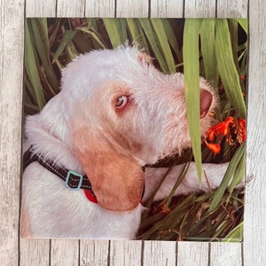May include: Square tile featuring a close-up of a white and tan dog with a black collar and a blue buckle. The dog is surrounded by green grass and orange flowers. The dog's eye is visible.
