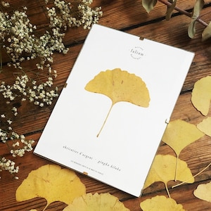 Herbario de hojas secas · Gingko Biloba · Marco de flores prensado, herbario enmarcado, decoración de pared Boho