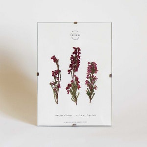 Dried flower herbarium · Heather · Pressed flower frame, Framed herbarium, Dried flower herbarium painting, Folium