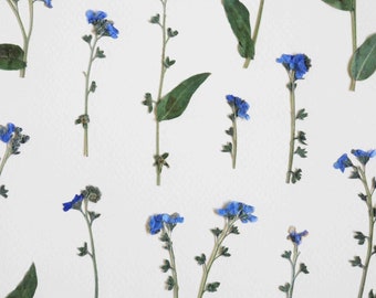 Herbier de fleurs séchées · Myosotis · Cadre fleurs pressées, Herbier encadré, Tableau herbier fleurs séchées, Folium