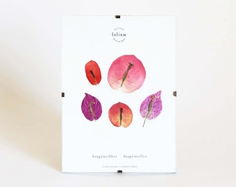 Peut inclure: Une carte blanche avec un arrangement de fleurs pressées roses et violettes. La carte porte le texte "lulium botanicals" et "bougainvillea - bougainvillea" imprimé dessus.