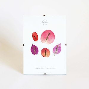 Dried flower herbarium · Heather · Pressed flower frame, Framed herbarium, Dried flower herbarium board, Folium