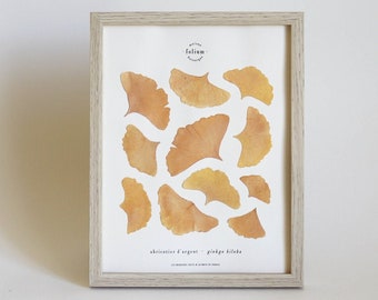 Peut inclure: Une impression encadrée de feuilles de ginkgo biloba pressées, également connu sous le nom d'arbre aux cheveux de vierge, avec le texte "abricotier d'argent - ginkgo biloba" et "Folium" dans un cercle.