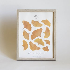 Herbarium of dried flowers · Ginkgo · Pressed flower frame, Framed herbarium, Dried flower herbarium painting, Folium