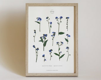 Peut inclure: Une impression botanique encadrée représentant des fleurs de myosotis pressées. L'impression est intitulée "Myosotis des Champs - Myosotis arvensis" et comprend le texte "Les Herbiers de la Maison de la Forêt".