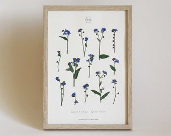 Herbier de fleurs séchées · Myosotis · Cadre fleurs pressées, Herbier encadré, Tableau herbier fleurs séchées, Folium