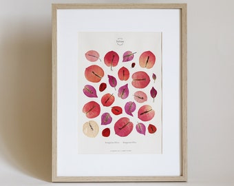 Peut inclure: Une impression encadrée de fleurs de bougainvilliers pressées roses et rouges. L'impression est intitulée "Bougainvillea, Bougainvillea" et est de "Fallow Studio".
