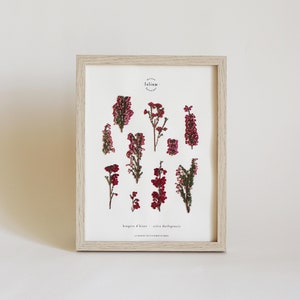 Dried flower herbarium · Heather · Pressed flower frame, Framed herbarium, Dried flower herbarium board, Folium
